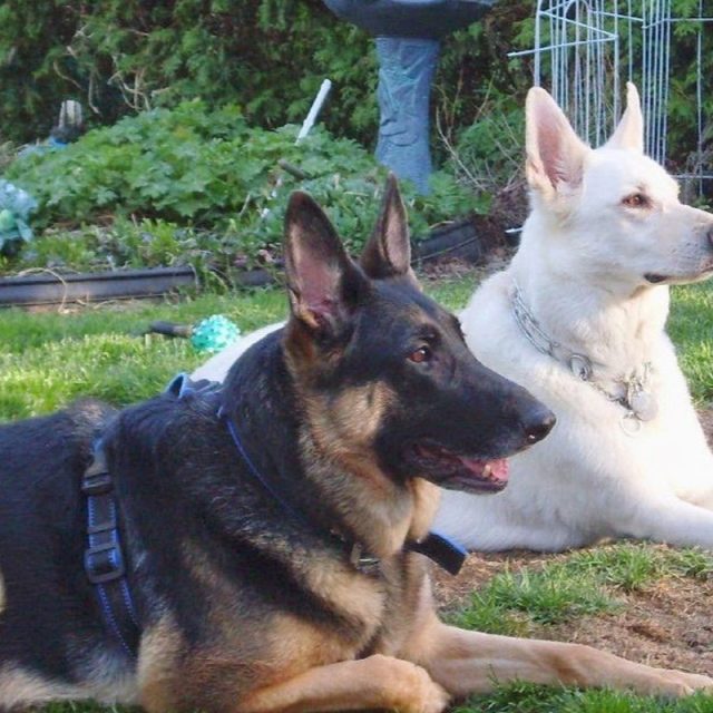 Best Friends Akira & Lord Gunner