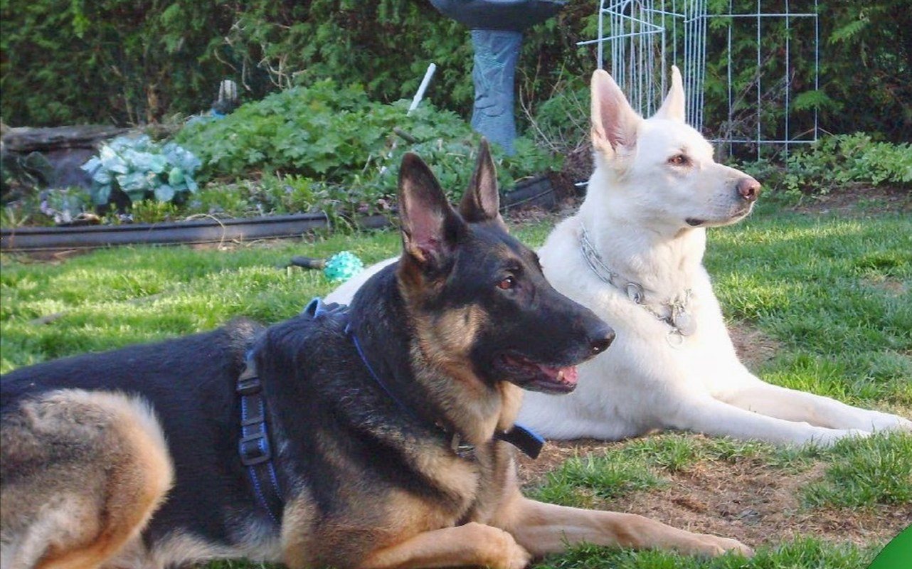 Best Friends Akira & Lord Gunner