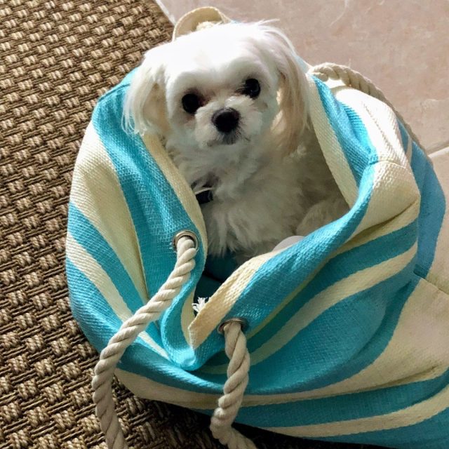 I Want To Go With You Everywhere 💕🐾💕