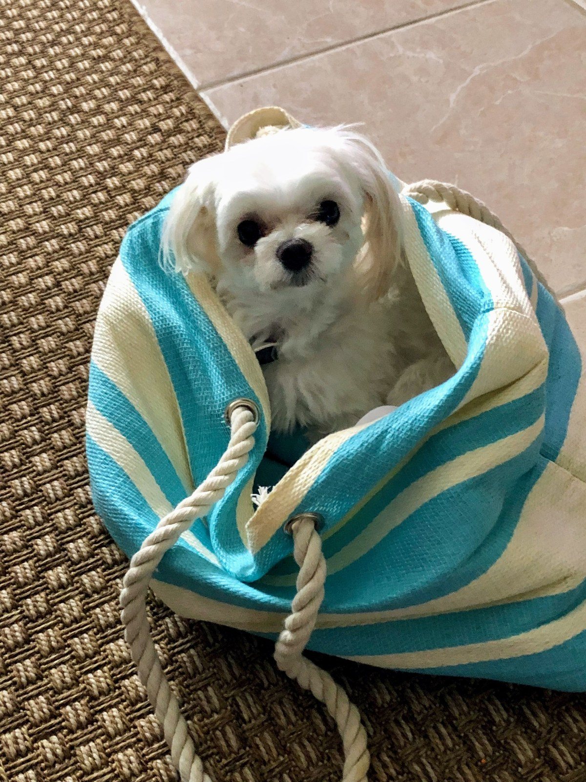 I Want To Go With You Everywhere 💕🐾💕