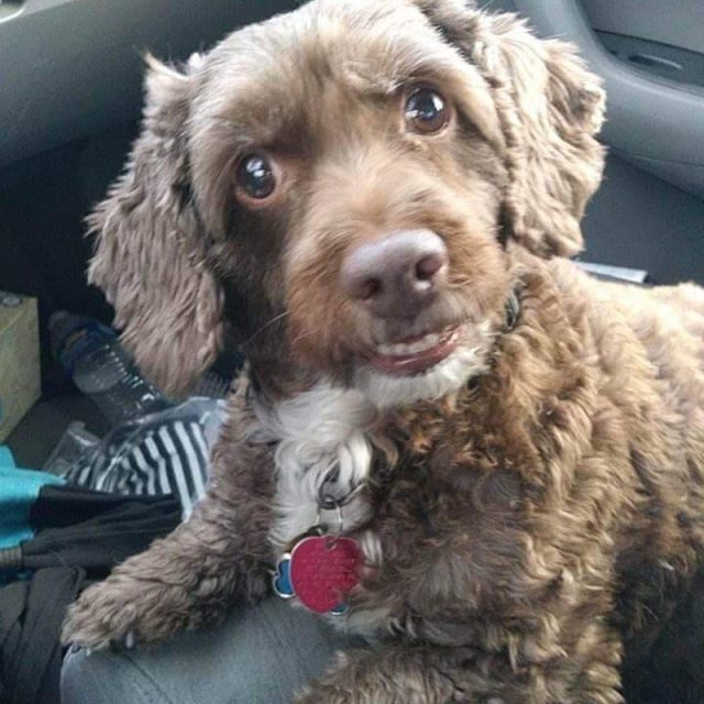 Happy Puppy