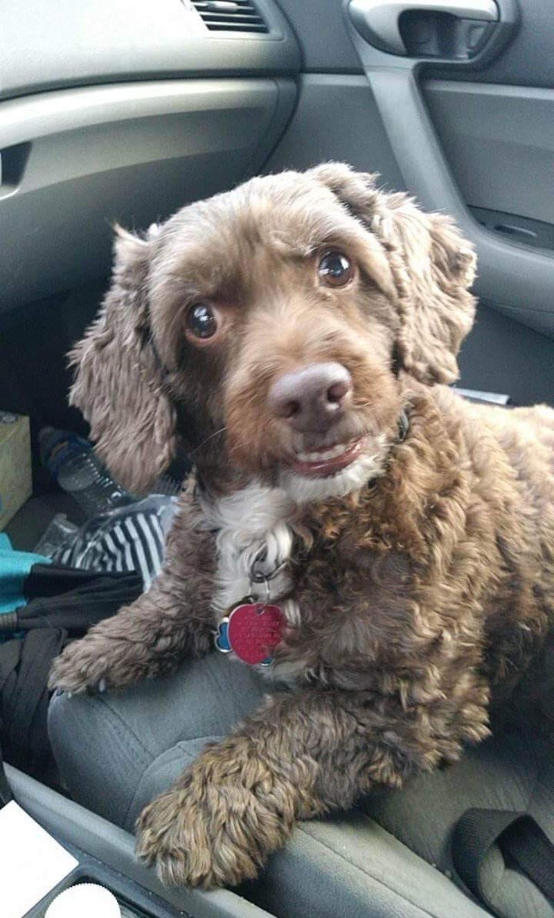 Happy Puppy