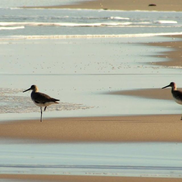 Willets In Action...