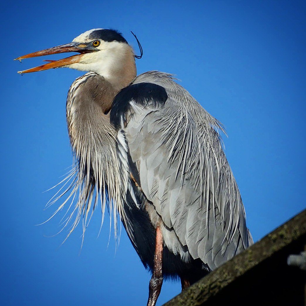 Blue Heron