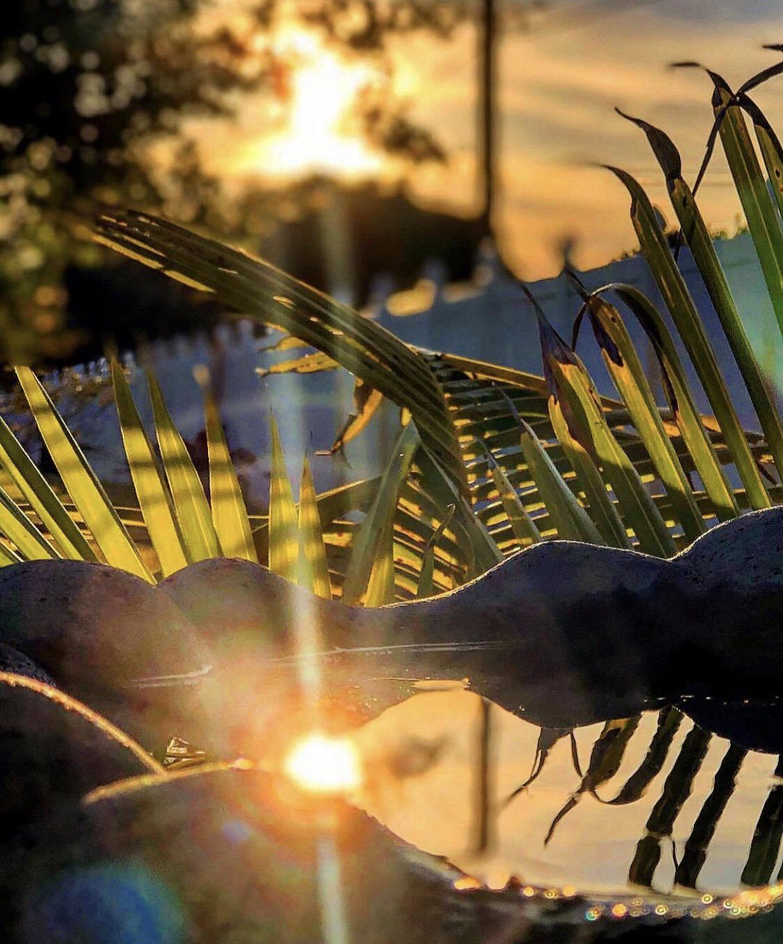 Bird Bath View