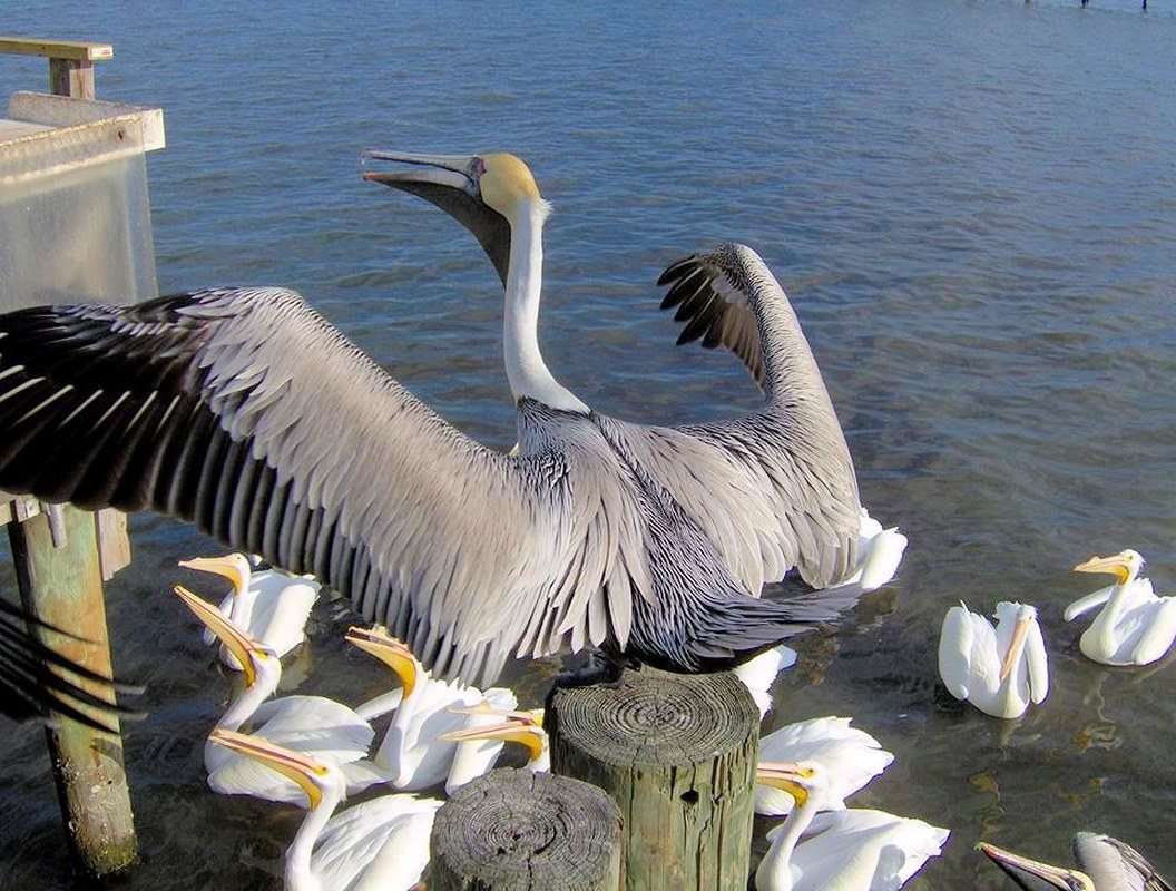 Snowbirds! Welcome!