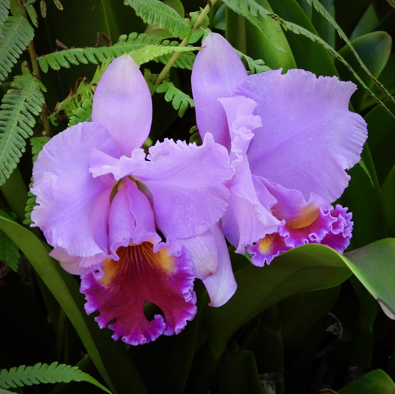 Morning Orchid