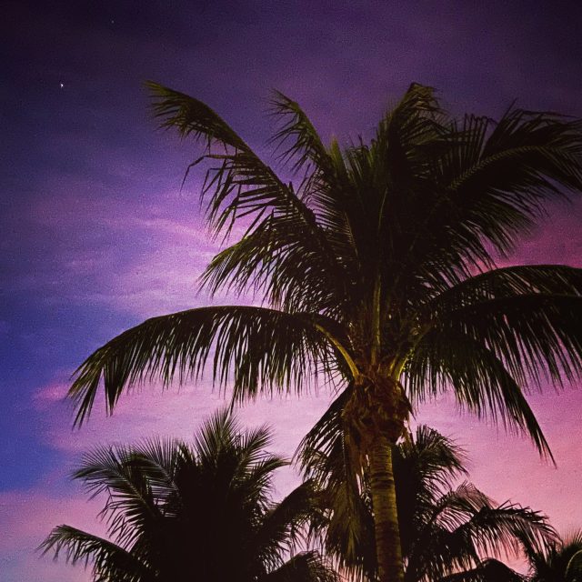 Purple Palms
