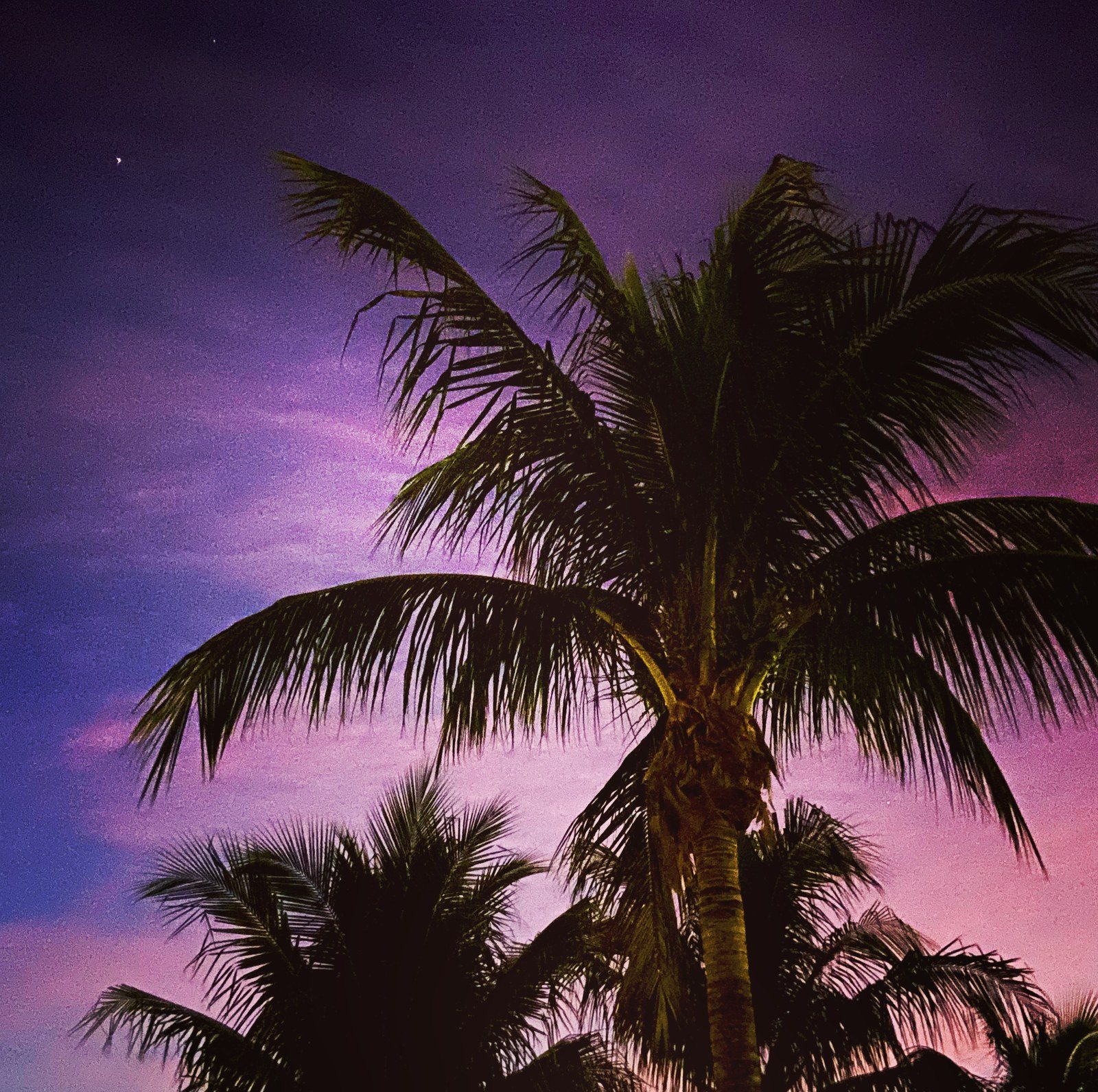 Purple Palms