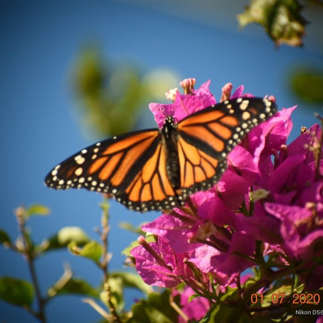 Butterfly Beauty
