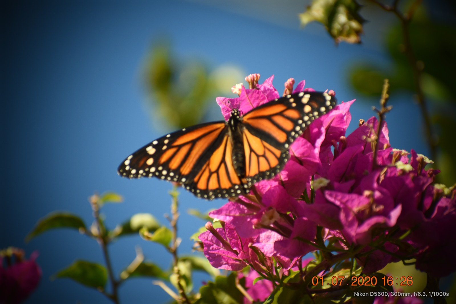Butterfly Beauty
