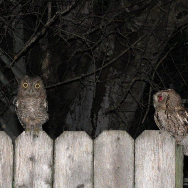 Yard Owls..