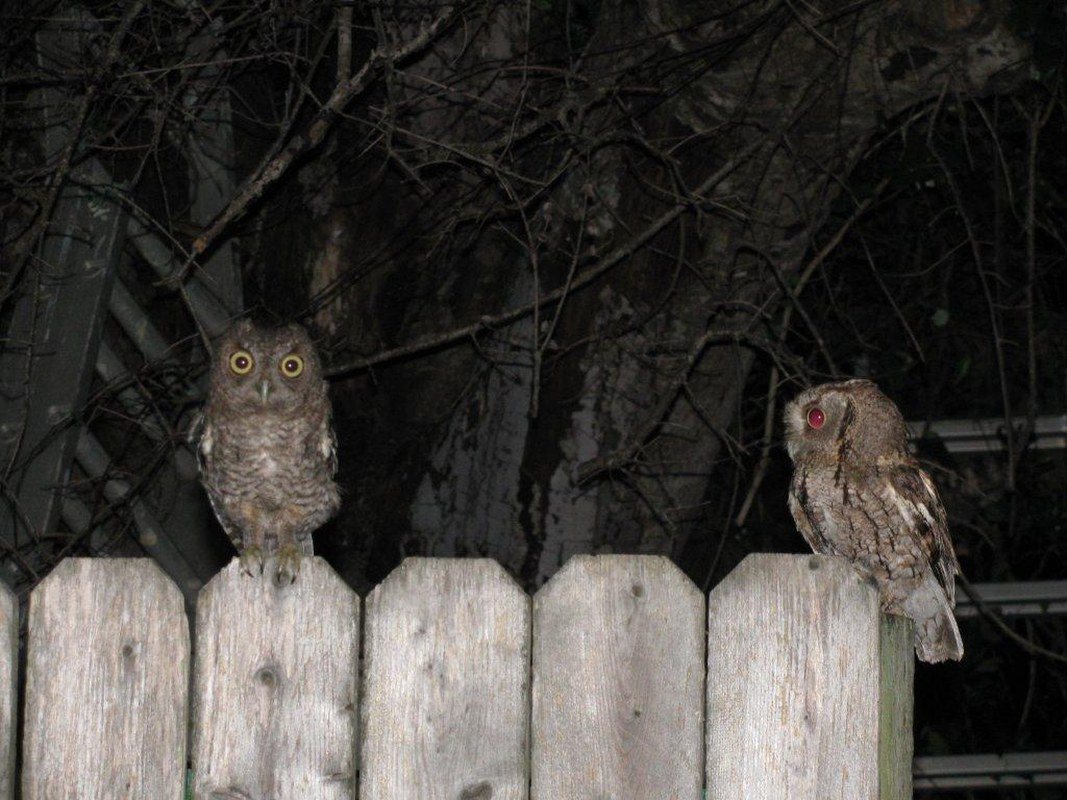Yard Owls..