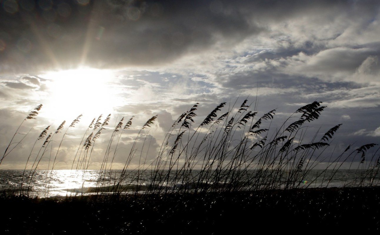 Sea Oats & Sunrise
