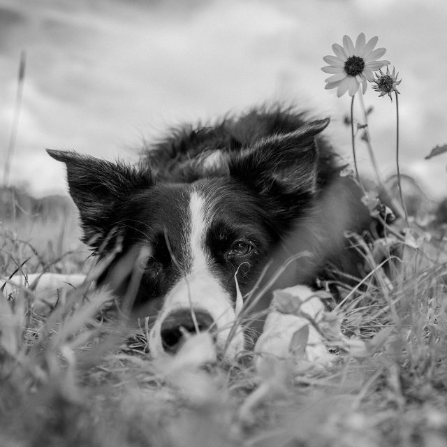 "She Wore Flowers In Her Hair And Carried Magic Secrets In Her Eyes" ~ Kate