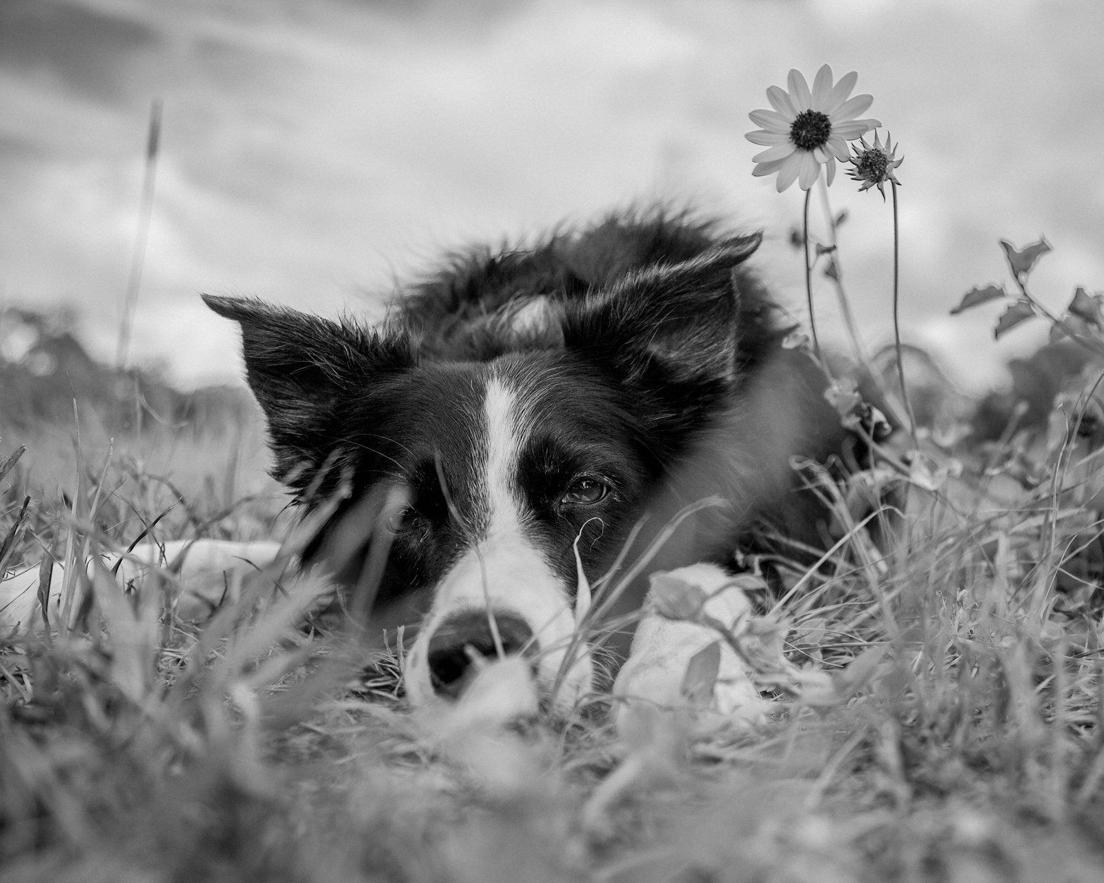 "She Wore Flowers In Her Hair And Carried Magic Secrets In Her Eyes" ~ Kate