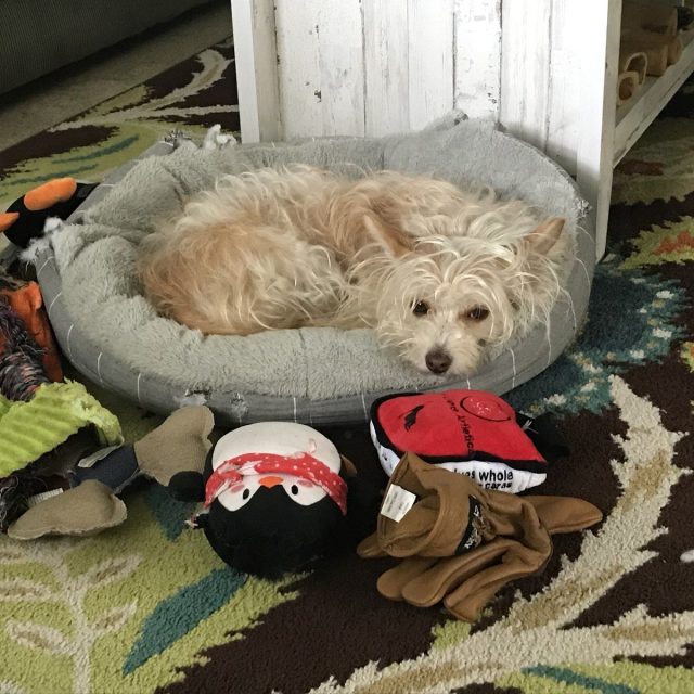 Ellie Guarding All Her Toys!