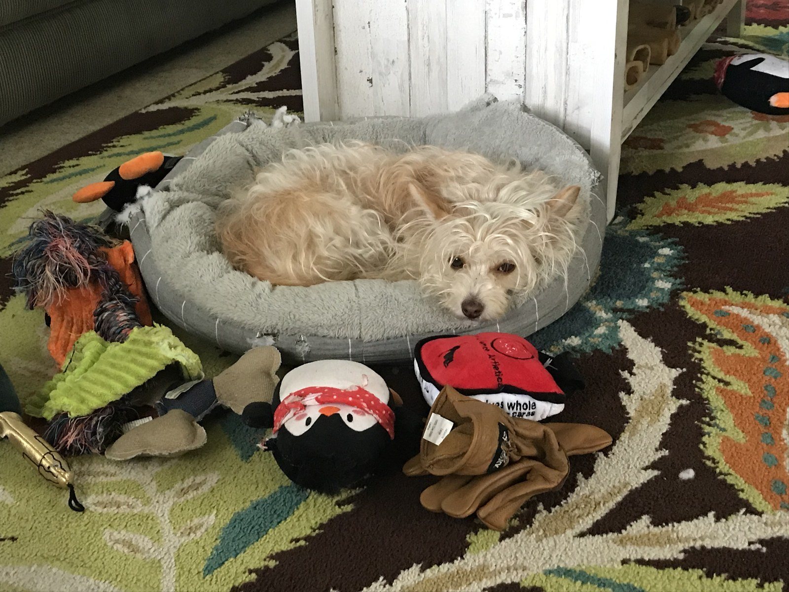 Ellie Guarding All Her Toys!