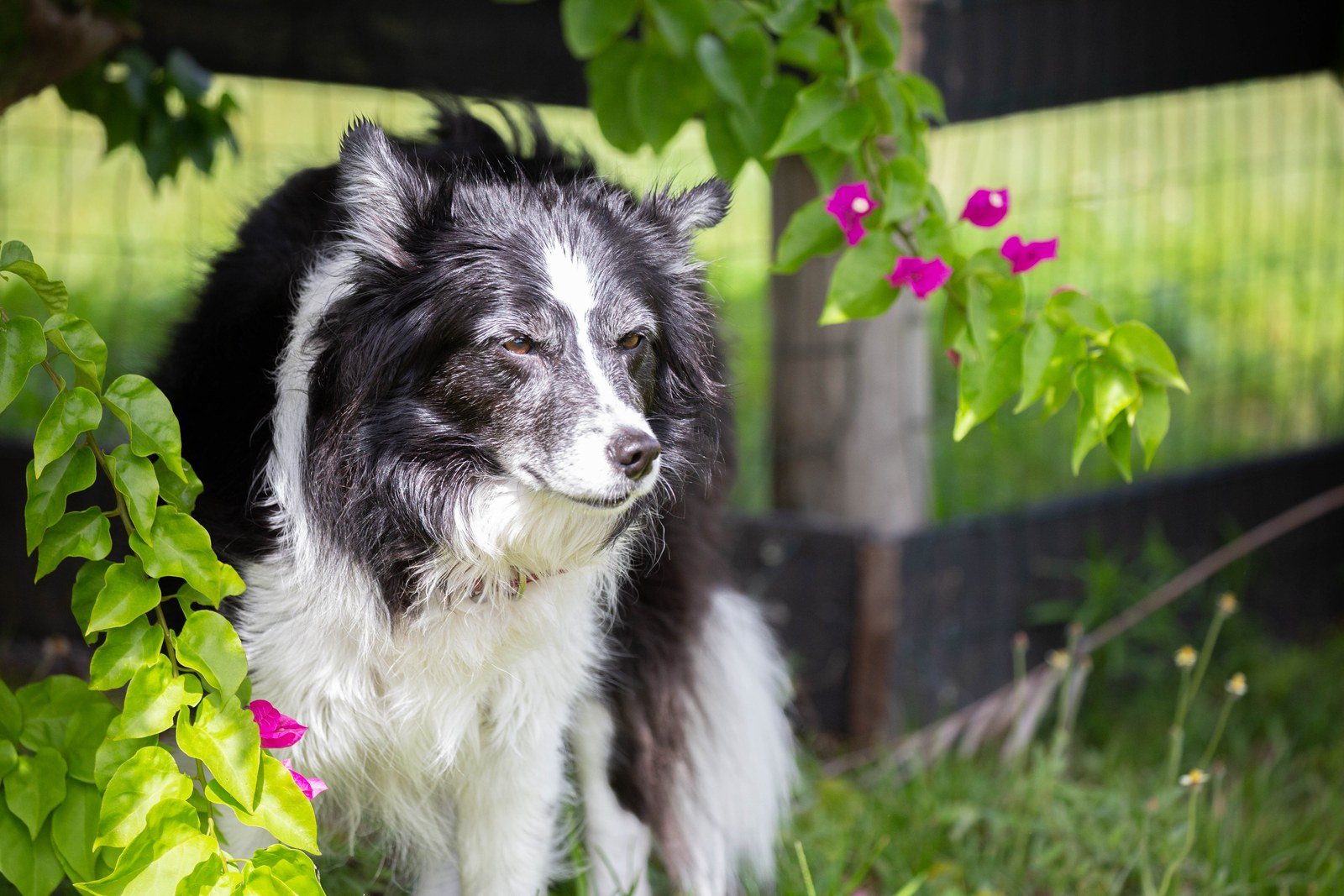 "It Takes A Long Time For A Soul To Become This Sweet. ~ Trixie Belle