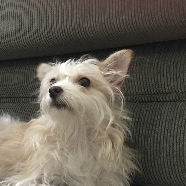 You Can't Get Any Cuter Than This! My Little Ellie We Rescued From Vero Beach Hu