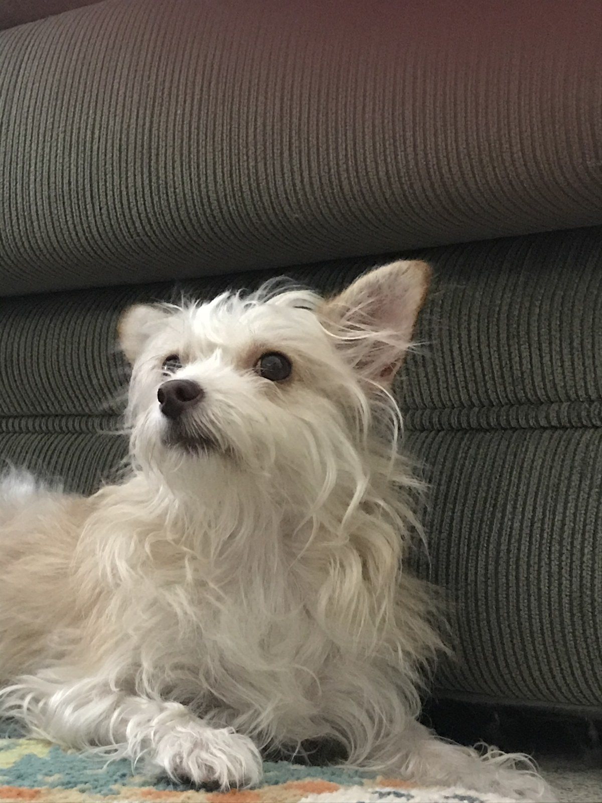 You Can't Get Any Cuter Than This! My Little Ellie We Rescued From Vero Beach Hu