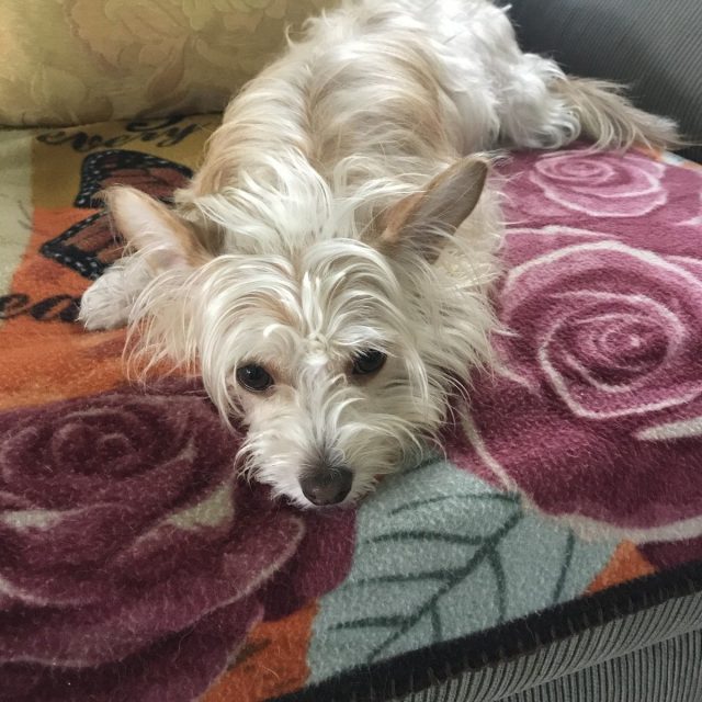 Just Chillin! (Little Ellie)