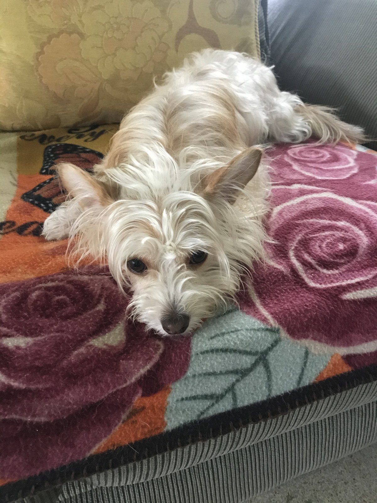 Just Chillin! (Little Ellie)