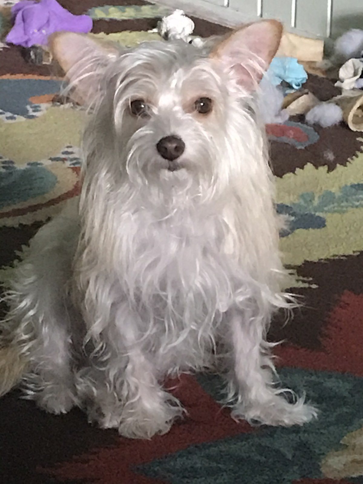 Little Ellie