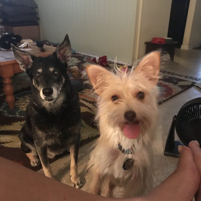Ellie Begging, Dingo Behaving!!!