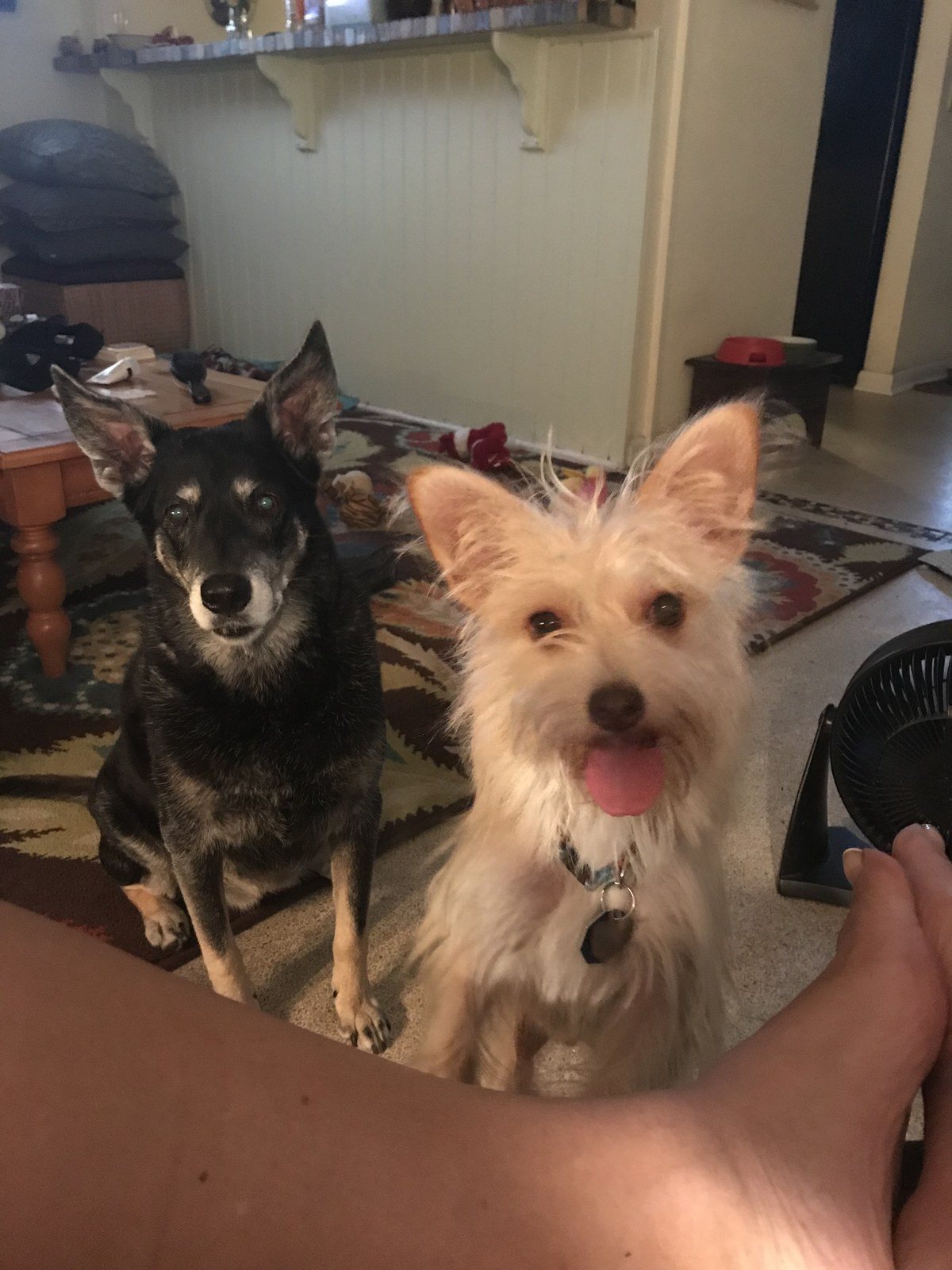 Ellie Begging, Dingo Behaving!!!