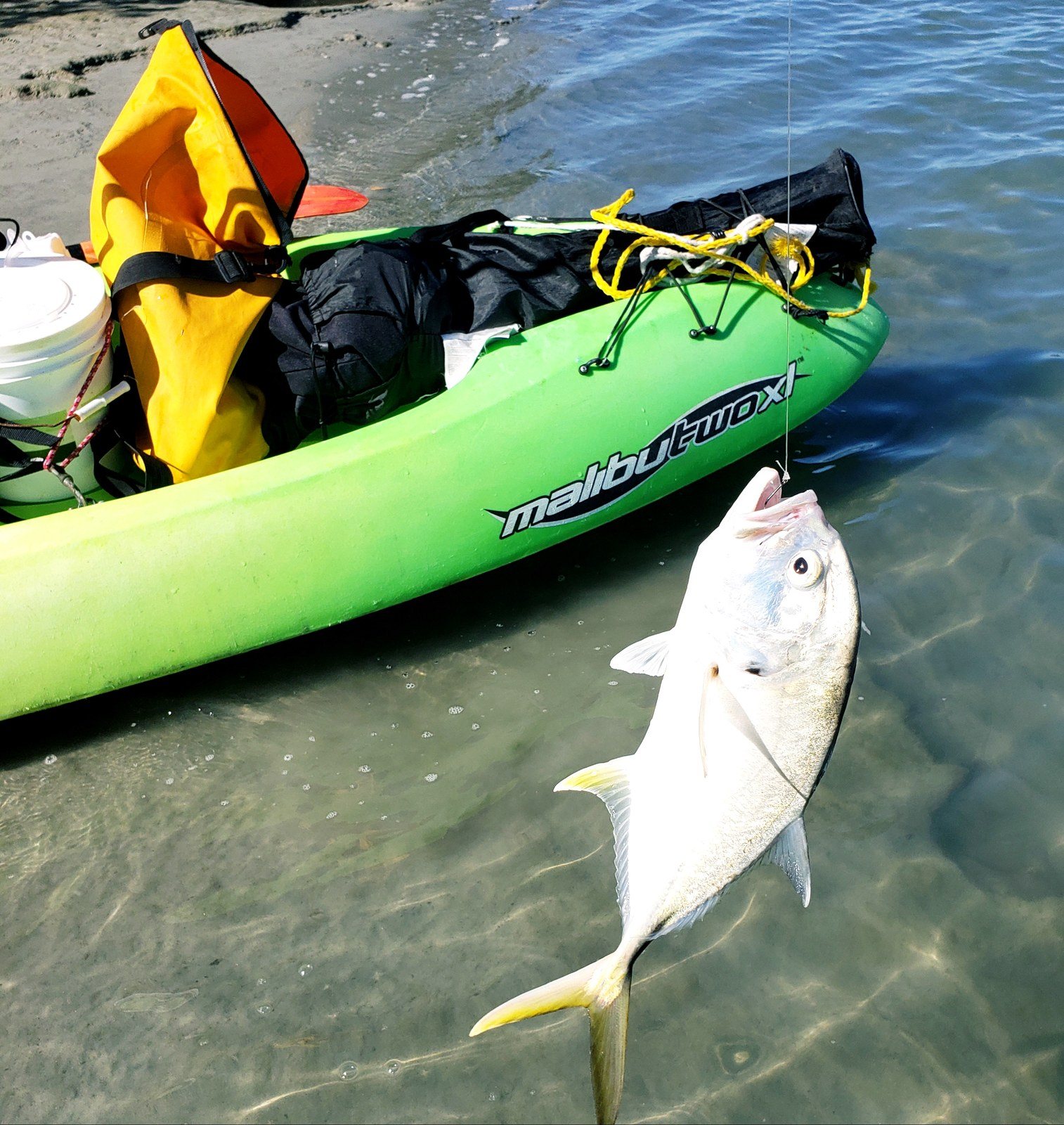 Crevalle Jack Fish,Kayak Fishing: Indian River Lagoon