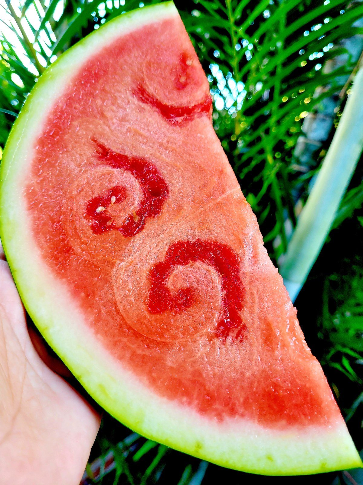 Watermelon Art