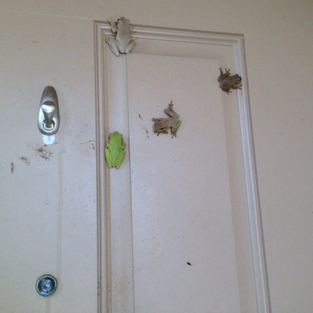 Four Little Frog Goes Knocking At My Door!