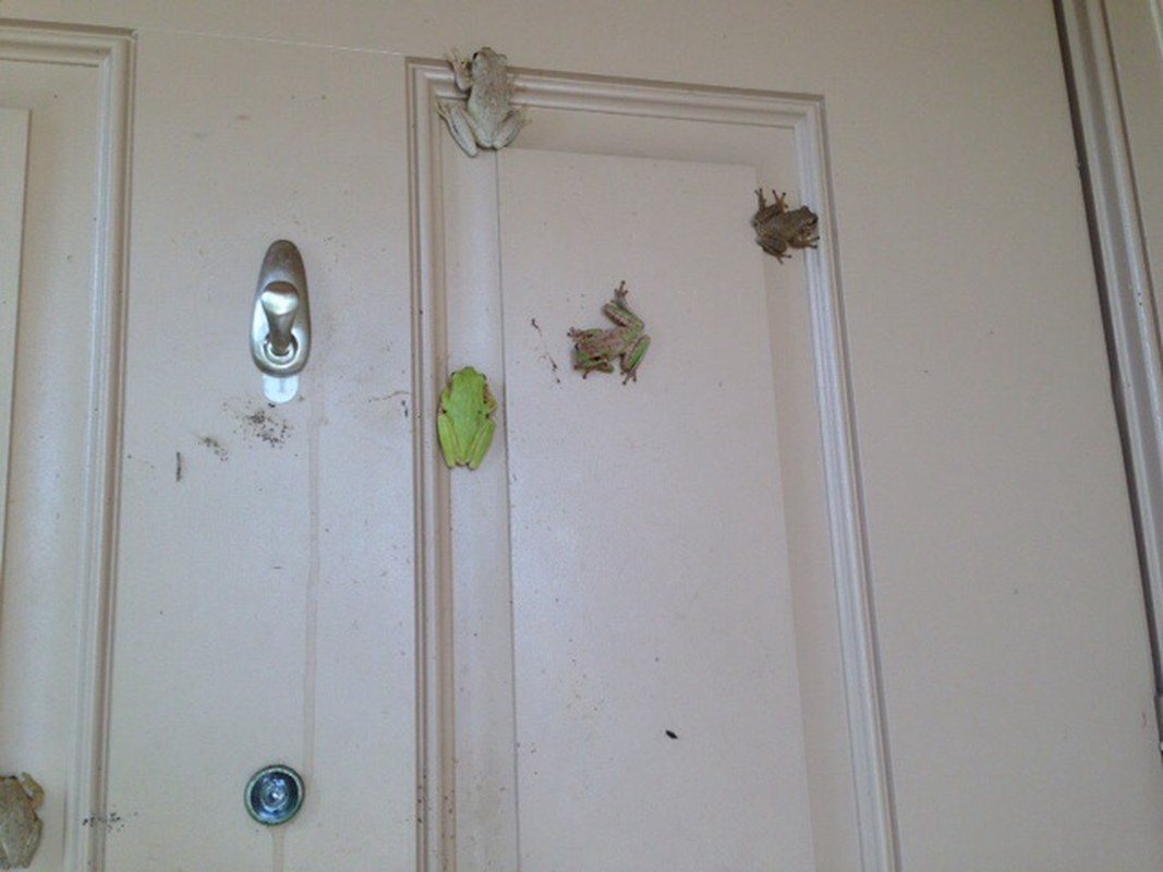 Four Little Frog Goes Knocking At My Door!
