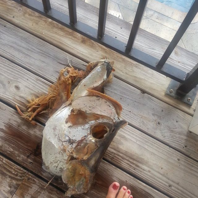 Tarpon Treasure